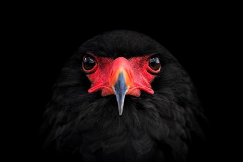 Bateleur (Terathopius ecaudatus)