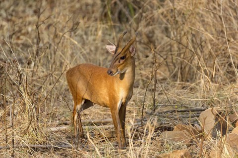 Indian muntjac (Muntiacus muntjak)