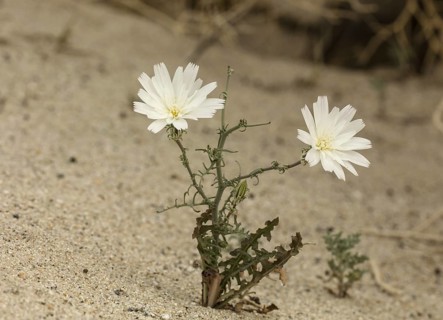 Desert chicory (Rafinesquia neomexicana)