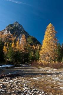 Larch trees in autumn on mountain stream