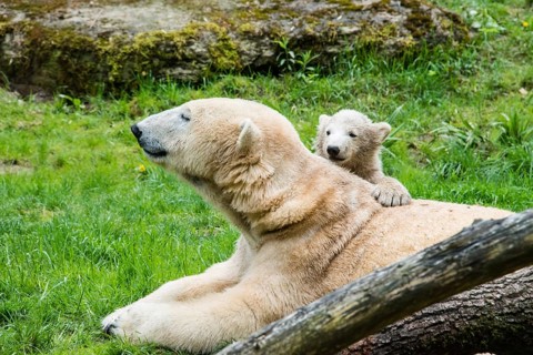 Polar Bears (Ursus maritimus)
