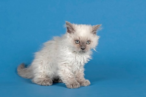 Selkirk Rex kitten