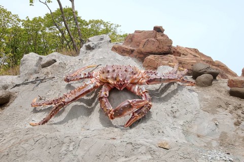 Red King Crab (Paralithodes camtschaticus)