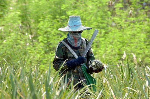 Man cutting a pineapple on a plantation