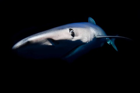 Blue shark (Prionace glauca)