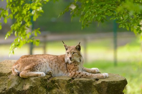 Eurasian Lynx (Lynx lynx)