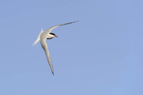 Arctic Tern (Sterna paradisaea) adult