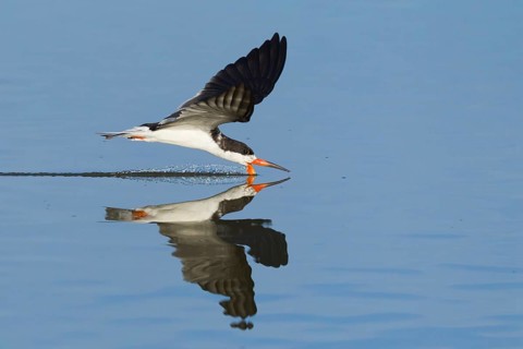 Black Skimmer (Rynchops niger)