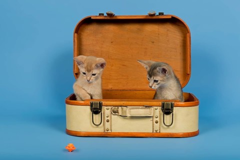 Two Abyssinian kittens