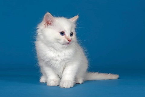 Ragdoll