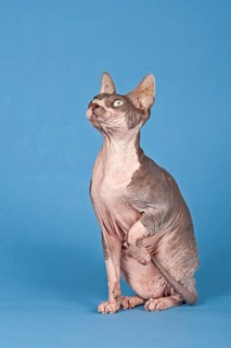 Canadian Sphynx cat