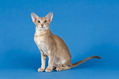 Oriental Shorthair cat