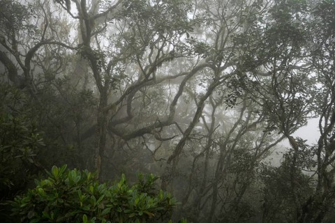 Cloud forest