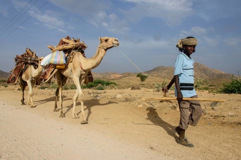 Boy and camels loaded with firewood walking through Keren
