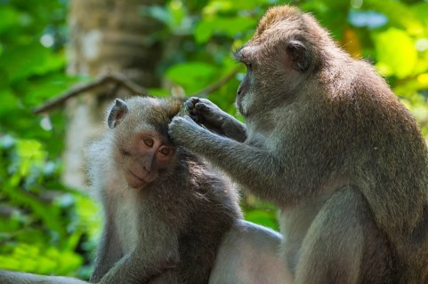 Two Long-Tailed Macaques or Crab-eating Macaques (Macaca fascicularis) grooming each other