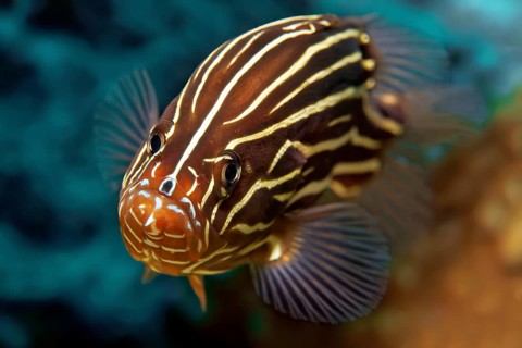 Goldenstriped soapfish (Grammistes sexlineatus)
