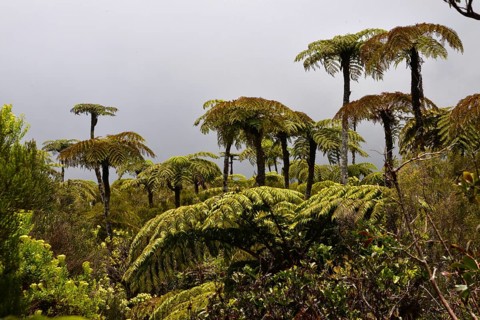 Tree ferns (Cyatheales)