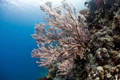 Red Giant Fan Coral (Melithaea sp.)