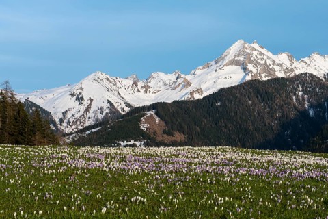 Flowering Crocuses (Crocus vernus) on the Gerlos mountain