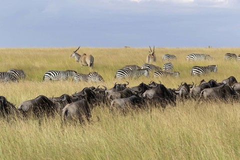Herd of Blue Wildebeests (Connochaetes taurinus albojubatus)