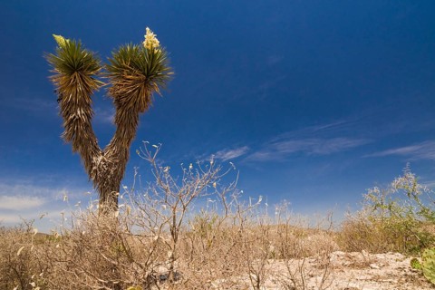 Bioconvex Denticulate Leaf-Yucca (Yucca queretaroensis)
