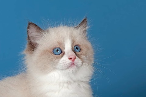 Ragdoll