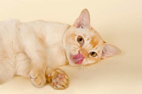 Burmese