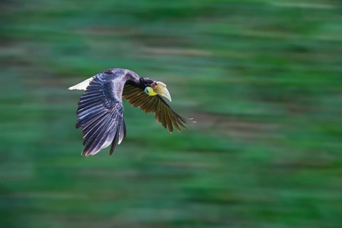 Wreathed Hornbill or Bar-pouched Wreathed Hornbill (Rhyticeros undulatus)