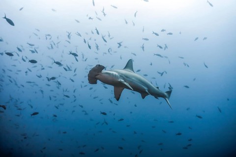 Scalloped Hammerhead (Sphyrna lewini)