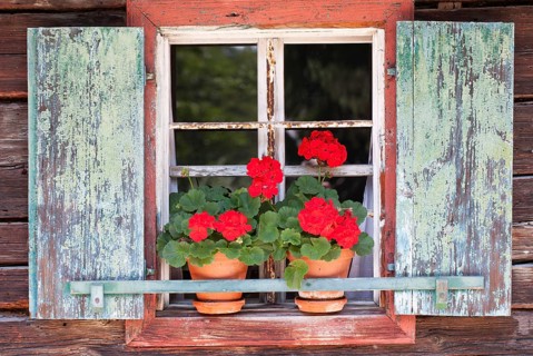Window with geraniums
