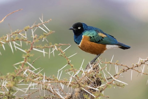 Superb Starling (Lamprotornis superbus) adult