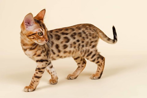 Bengal cat