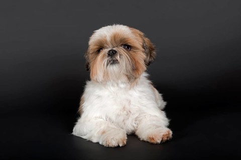 Shih Tzu