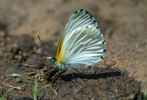 Mylothris-species butterfly (Mylothris sp) drinking mineral-containing fluid from the muddy ground at an altitude of 2200m