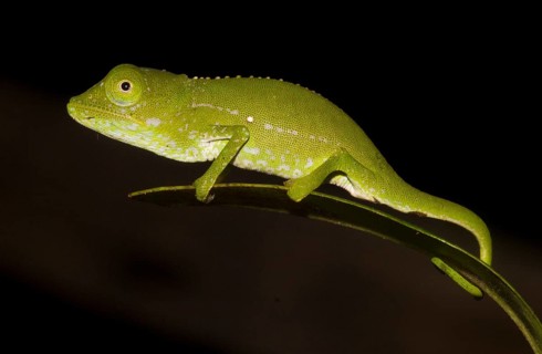 Marojejy Chameleon (Calumma marojezense)