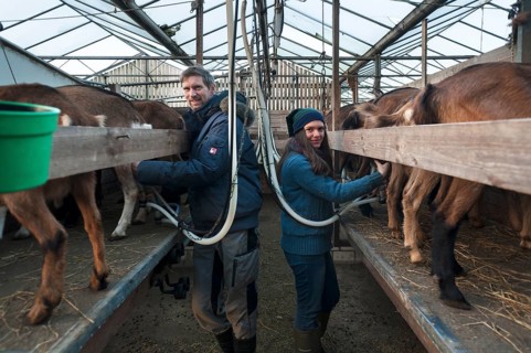 Young farmer and his daughter milking goats