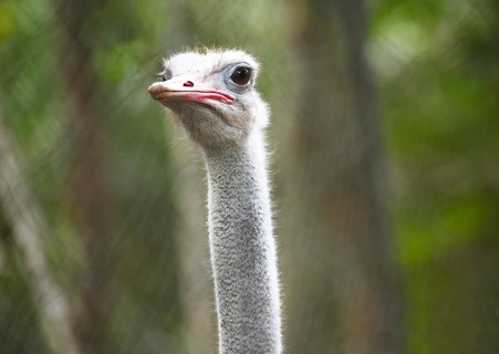 Common Ostrich (Struthio camelus)