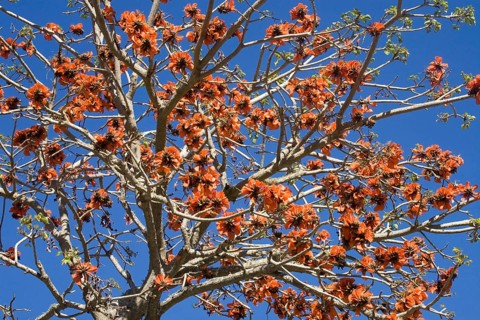Coral tree with flowers (Erythrina)