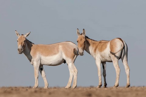 Onagers or Asiatic wild asses (Equus hemionus)