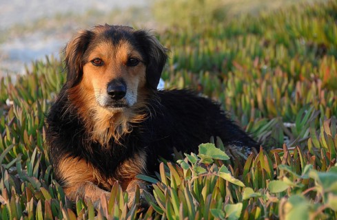 Stray dog with wet fur