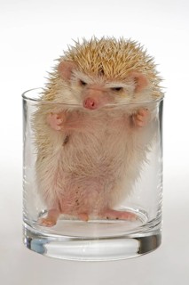 Albino African white-bellied hedgehog in a glass