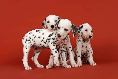 Three Dalmatian puppies