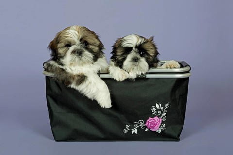 Two Shih Tzu puppies