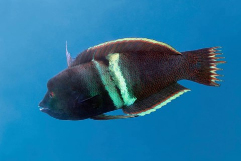 Clown coris (Coris aygula)