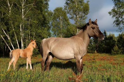 Konik Horses