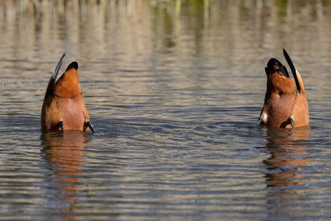 Ruddy Shelducks (Tadorna ferruginea)