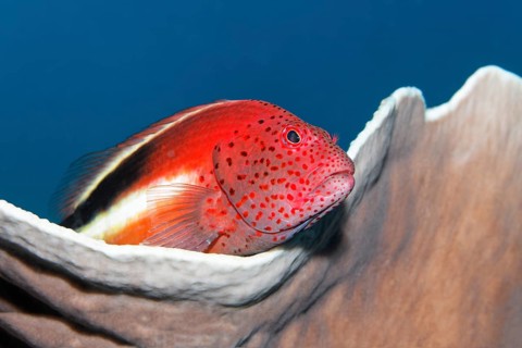 Forster's Hawkfish or Blackside Hawkfish (Paracirrhites forsteri) on a stony coral