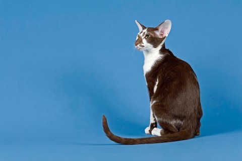 Pedigree cat