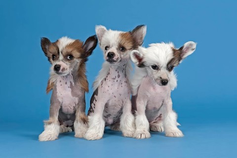 Three Chinese Crested puppies