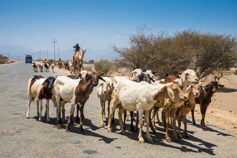 Herds of animals on a road in the lowlands